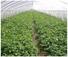 mat weed greenhouse Nanqixing best price weed control fabric