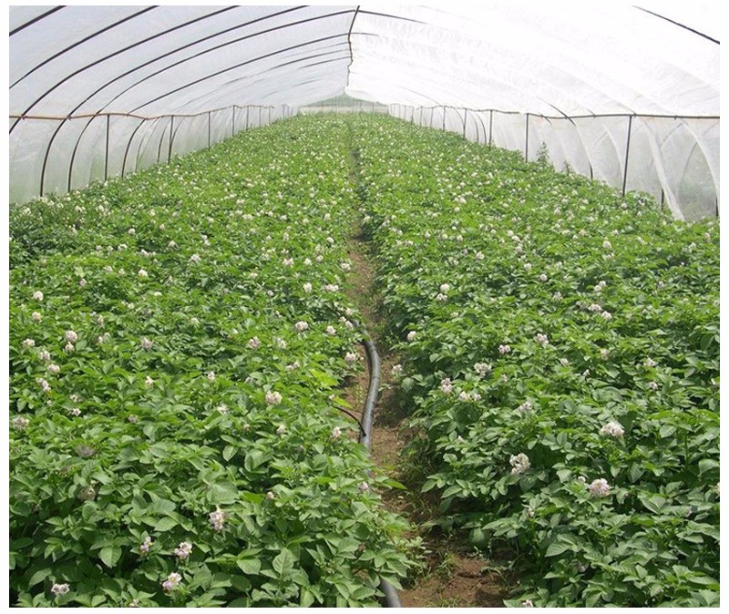 durable black weed control fabric factory price for greenhouse-5