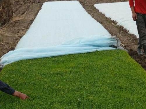 Nanqixing eco-friendly fabric to prevent weeds factory direct supply for crops bags-2