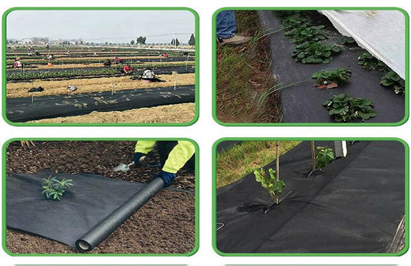 Agricultural Planting Covering Cultivation Green Film Breathable Moisture Black Perforated Nursery Bag Cold-proof Cloth 40/50/60