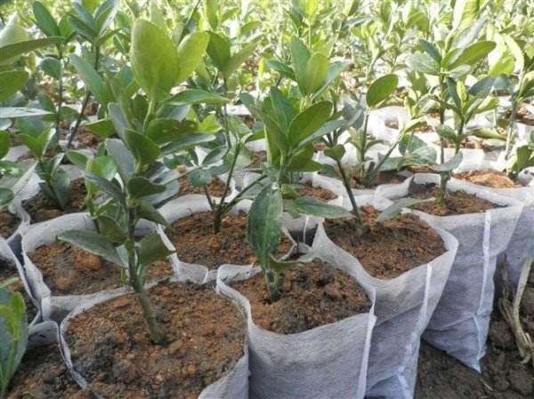 Agricultural greenhouse planting heat preservation and moisturizing non-woven fabric